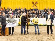 St.Pr.Dorina: Hanoverian mare of the year with outstanding offspring