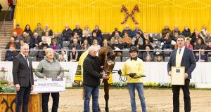 St.Pr.Dorina: Hanoverian mare of the year with outstanding offspring
