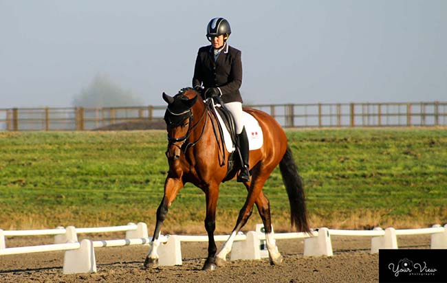 Bred to be the best: New Zealand’s ‘Warmbloods of Distinction’