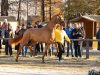Bundeschampion and premium stallion Sky (Sezuan) awarded