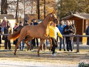 Bundeschampion and premium stallion Sky (Sezuan) awarded