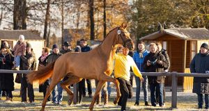 Bundeschampion and premium stallion Sky (Sezuan) awarded