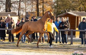 Bundeschampion and premium stallion Sky (Sezuan) awarded