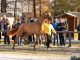 Bundeschampion and premium stallion Sky (Sezuan) awarded