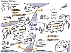 What is welfare? A study into perceptions of equine welfare