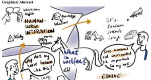 What is welfare? A study into perceptions of equine welfare