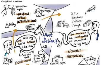 What is welfare? A study into perceptions of equine welfare