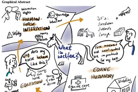 What is welfare? A study into perceptions of equine welfare