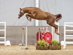 Half-a-million euros for Westfalian champion stallion by So Perfect