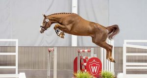 Half-a-million euros for Westfalian champion stallion by So Perfect