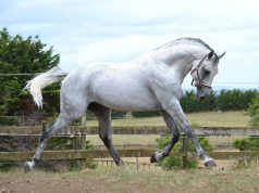 NZ’s young jumping champions heading for the heights!