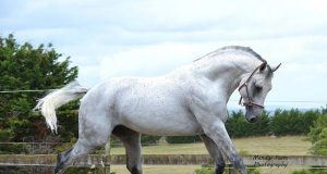 NZ’s young jumping champions heading for the heights!