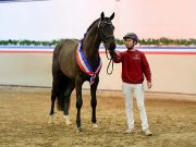 Like father, like son: Dark Zuccero is Holsteiner champion stallion