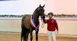 Like father, like son: Dark Zuccero is Holsteiner champion stallion