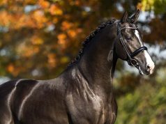An outstanding year in the life of a highly successful stallion station