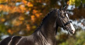 Van Uytert: An outstanding year in the life of a passionate breeder