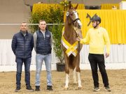 Three former auction foals become Hanoverian premium stallions