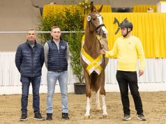 Three former auction foals become Hanoverian premium stallions