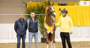 Three former auction foals become Hanoverian premium stallions