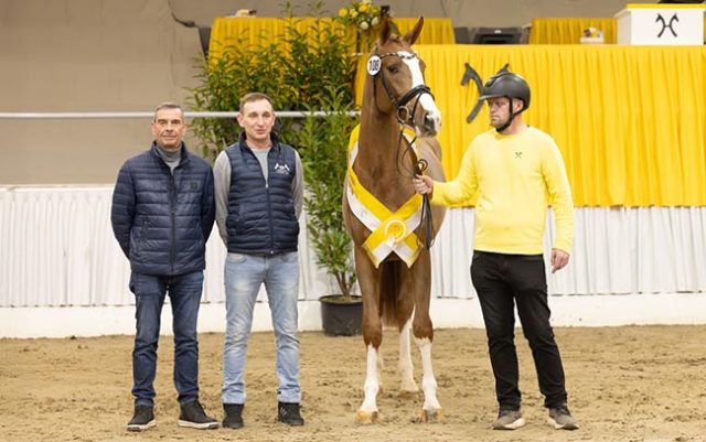 Hannoveraner_Aganix_Hengsmarkt-Springen-2025_Fellner