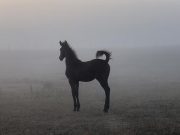 Canadian Warmblood horse breeders embrace a digital future