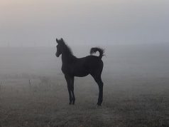 Canadian Warmblood horse breeders embrace a digital future