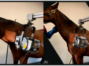 Imaging congenital malformations of C6-T1 in Warmblood horses