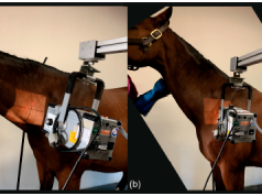 Imaging congenital malformations of C6-T1 in Warmblood horses