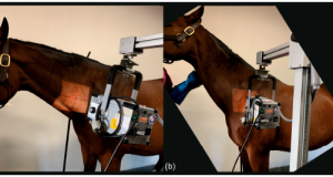 Imaging congenital malformations of C6-T1 in Warmblood horses