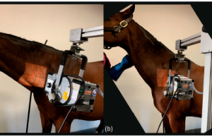Imaging congenital malformations of C6-T1 in Warmblood horses