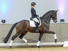 Son of Dynamic Dream scores €80,000 at Westfalian auction