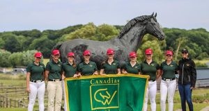 A youngster with impressive gaits, bred over generations for dressage potential: Tottenham by Total McLaren x Lord Loxley