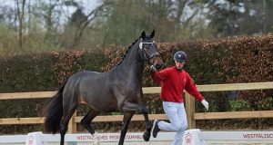 Mega breeding season event for Marbach State Stud Farm