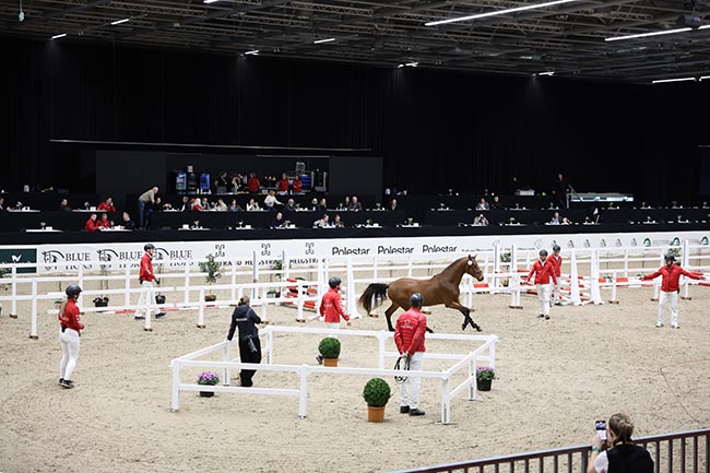 Ninety stallions and nearly 1,000 horses expected in Herning