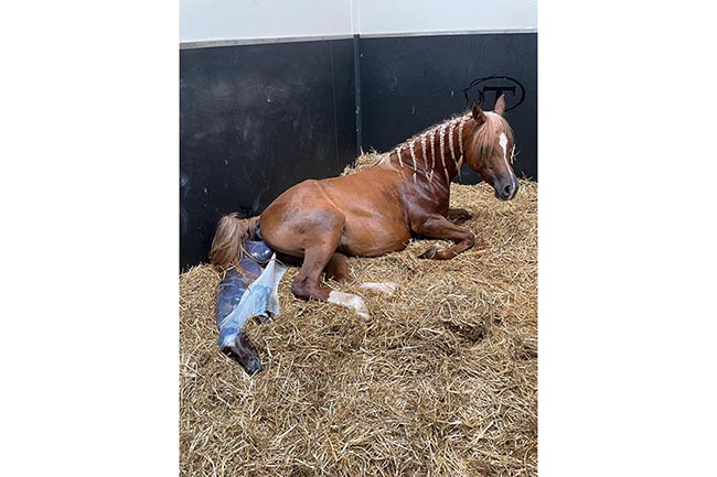Emergency foaling! A guide for owners on dystocia in mares