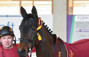 DSP Future Stars 2026 see top-class young horses