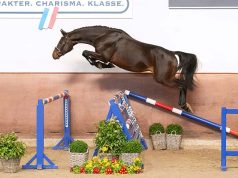 Holsteiner Spring Auction: In the footsteps of former successful lots