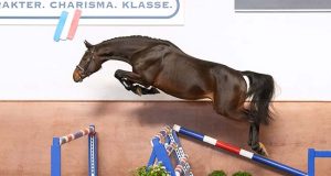 Holsteiner Spring Auction: In the footsteps of former successful lots