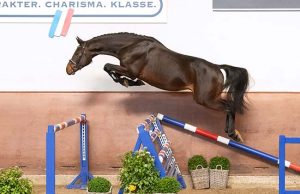 Holsteiner Spring Auction: In the footsteps of former successful lots