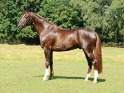Special stallion Floriscount now available throughout EU