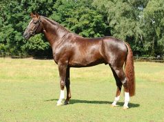 Special stallion Floriscount now available throughout EU