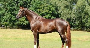 Special stallion Floriscount now available throughout EU