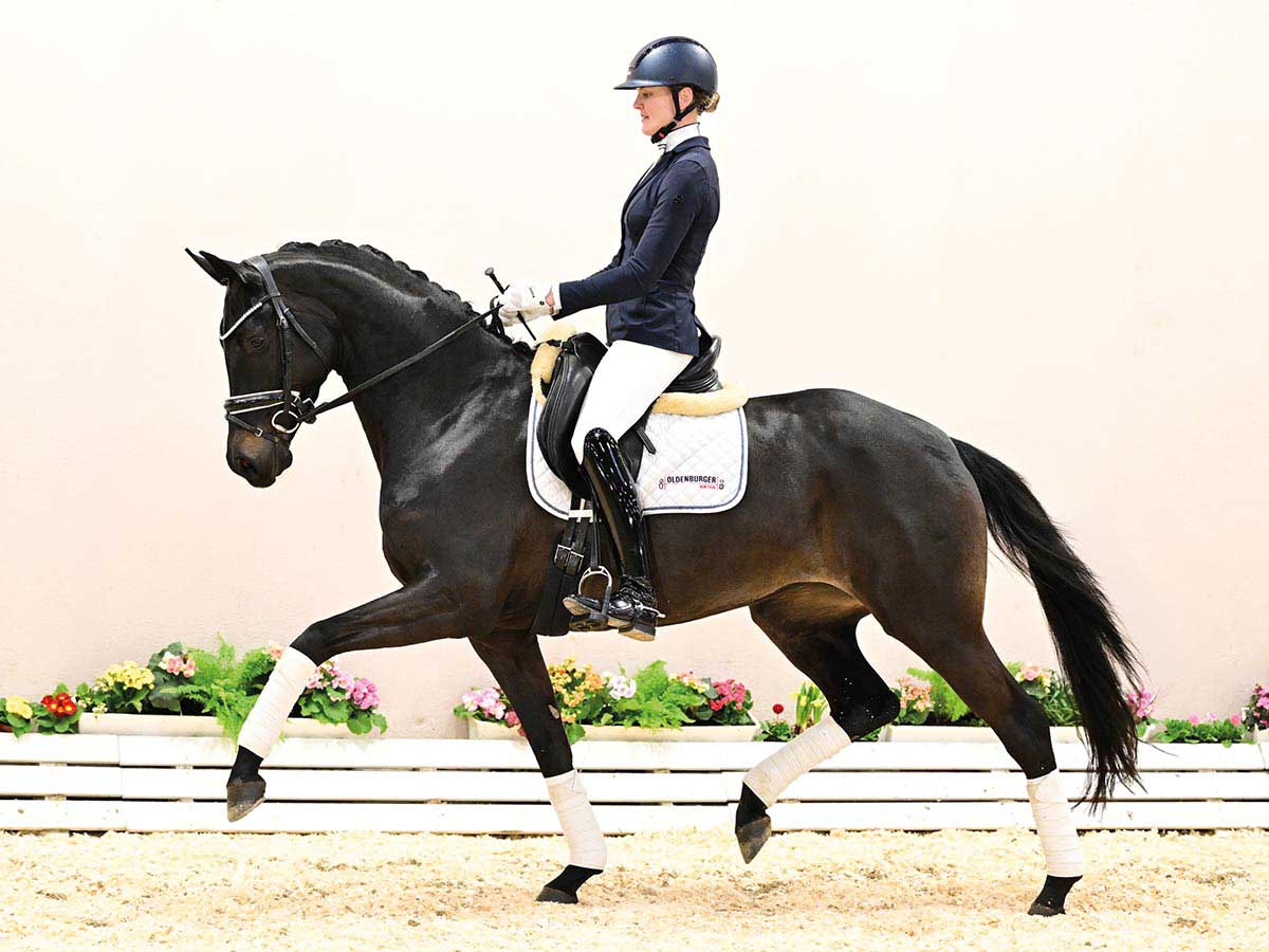 Collection of the 105th Spring Elite Oldenburg Auction