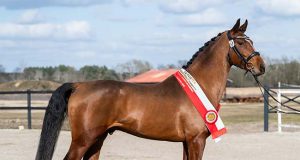 PZHK qualifiers for young riding and harness stallions for field test