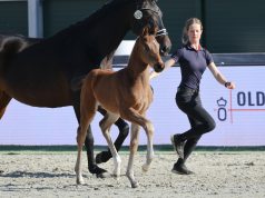 Oldenburg Elite Foals enchant the audience at ‘Horses & Dreams’