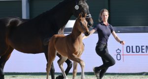 Oldenburg Elite Foals enchant the audience at ‘Horses & Dreams’