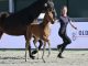 Oldenburg Elite Foals enchant the audience at ‘Horses & Dreams’