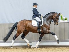 Top result for riding horses and foals at Westfalian Spring Auction