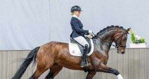 Top result for riding horses and foals at Westfalian Spring Auction