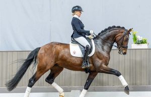 Top result for riding horses and foals at Westfalian Spring Auction